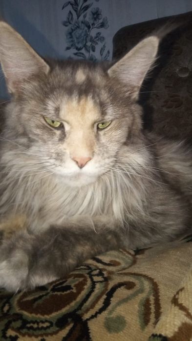 Продам котят цены разные