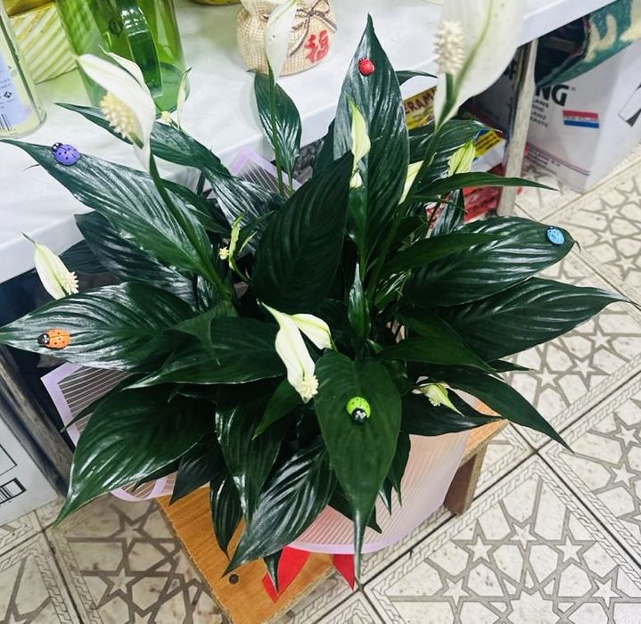 Спатифиллум  женское счастье в огромном ассортименте