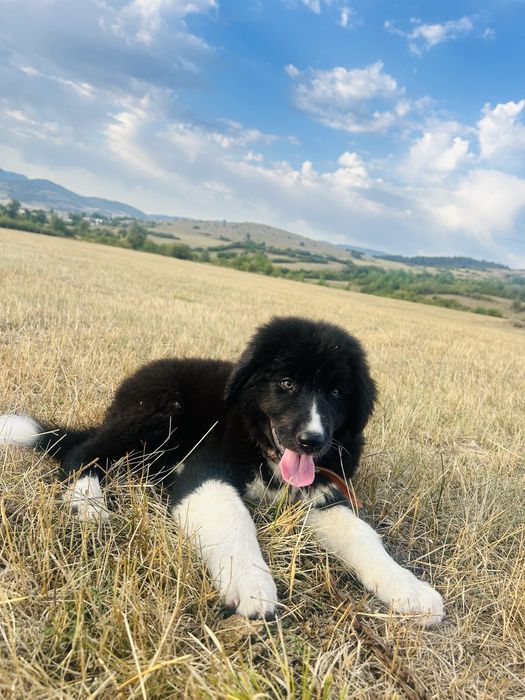 Продавам бълграско овчарско куче на 7 месеца