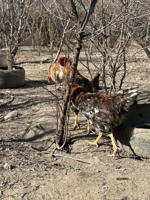 Молодые петушки Жас қораздар