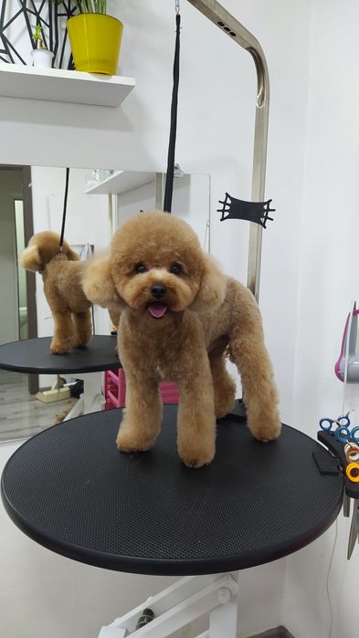 Стрижка собак, груминг