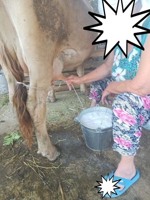 Продам дойную  корову