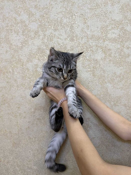 Котята, скотиш страйт