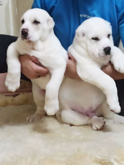 Шеночки алабаев чистокровные