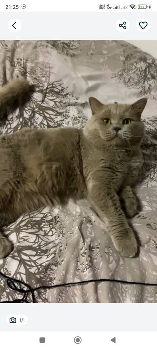 Британский фолд и страйд