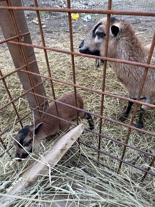 Vand oi Camerun fatate si gestante