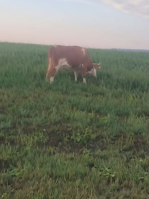Vand vitele detalii la telefon