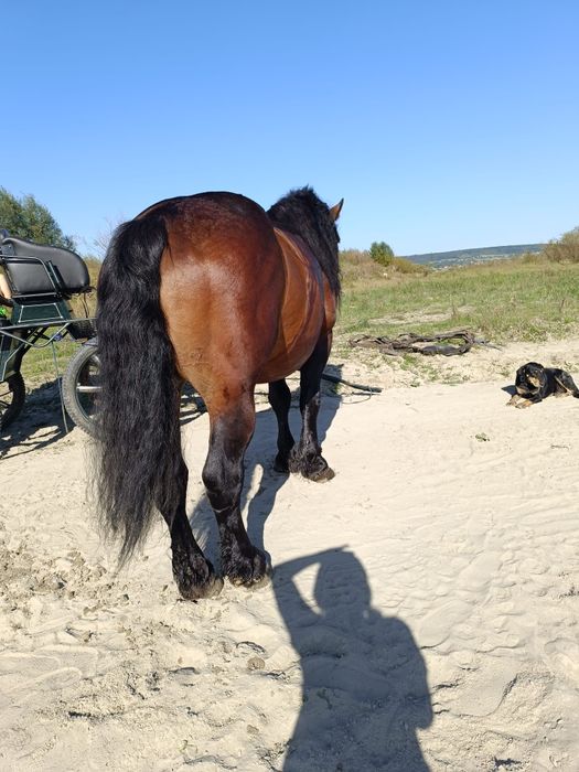 Vând armăsar de 10 ani