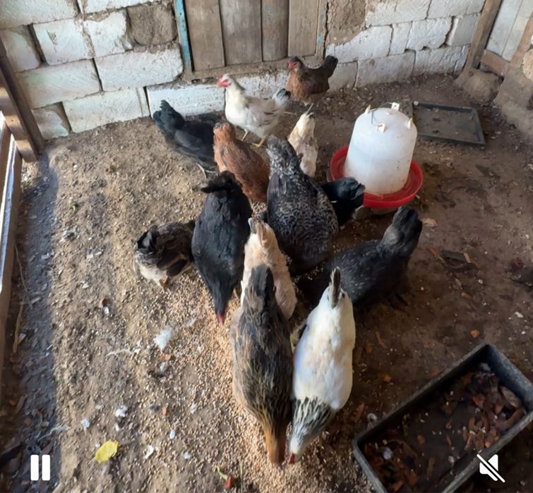 Тауық сатам әр түрлі пароды