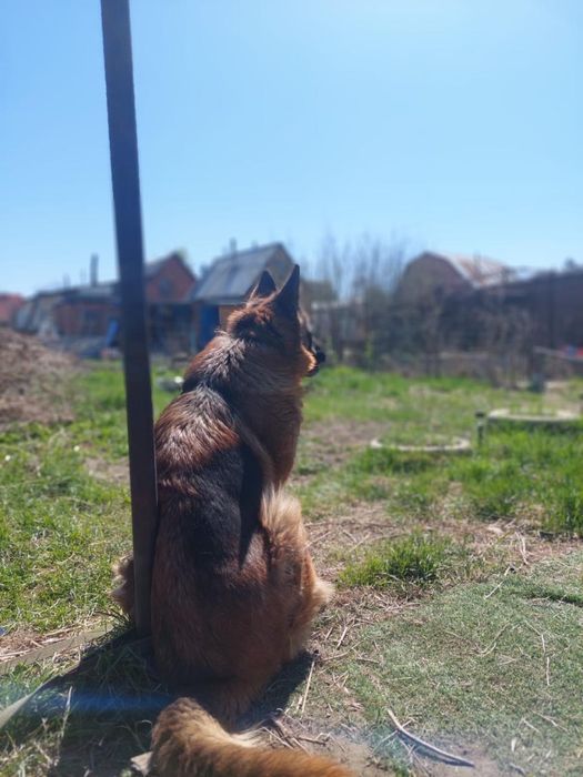 Отдам немецкую овчарку