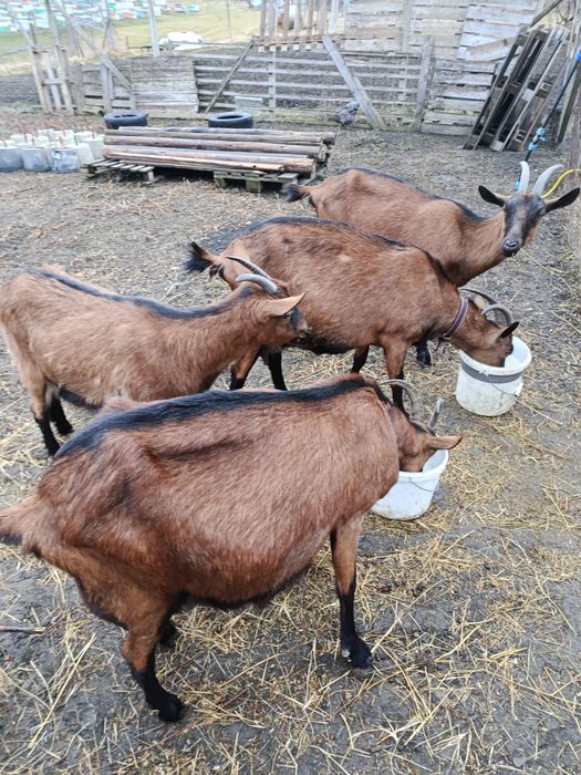 Vând  capra alpin francez