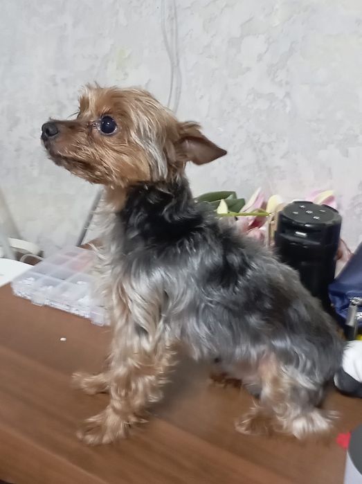 Отдам терьера в добрые руки