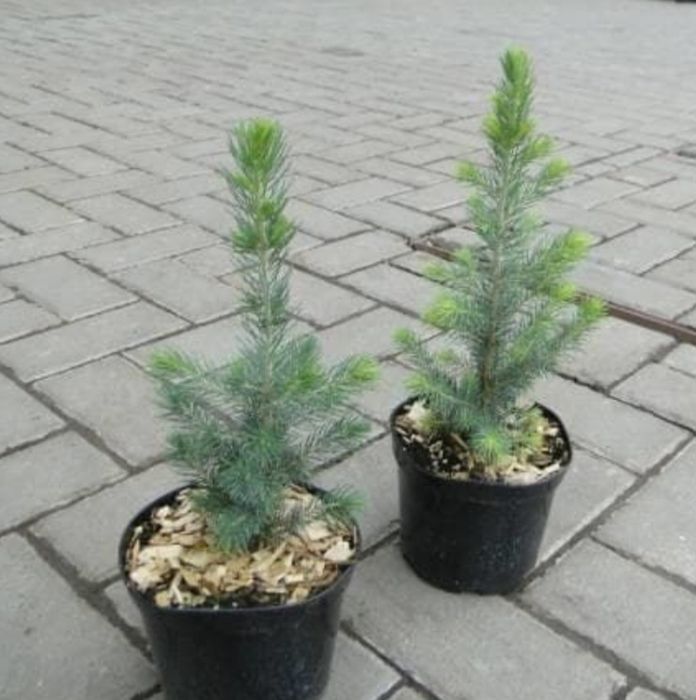 Продаю Голубые ели!!!