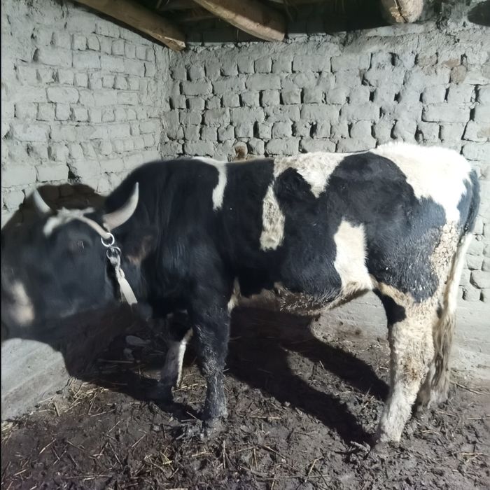 Buqa sotlad zot gegant parodadan