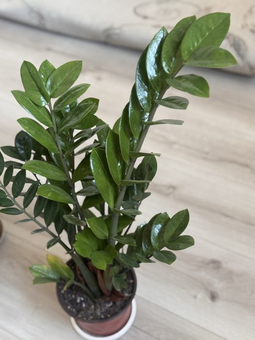 Драцена , замиокулькас, долларовое дерево