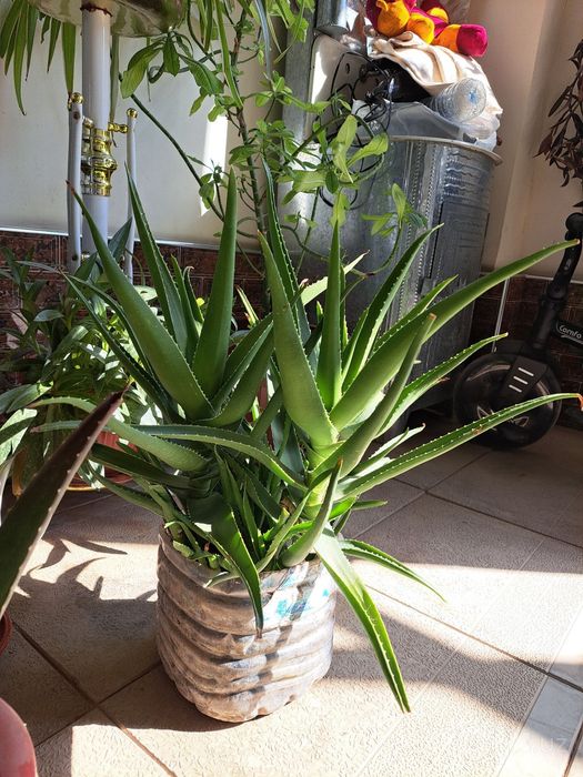Aloe Kup yillik Dorivor