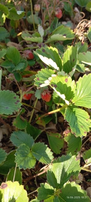 Продам дачу вобществе " садовод строитель"