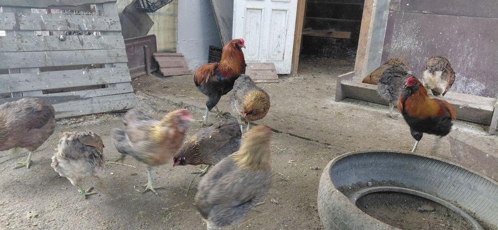 Oua pt incubat Marans si Araucana