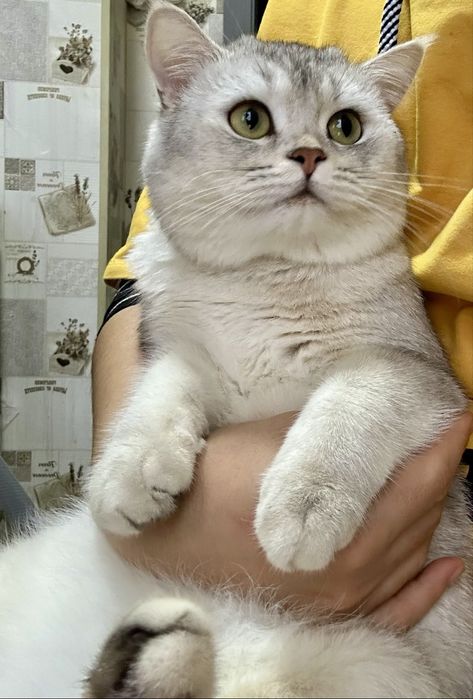 Silver shinshilla mushugimiz vyazkaga tayyor