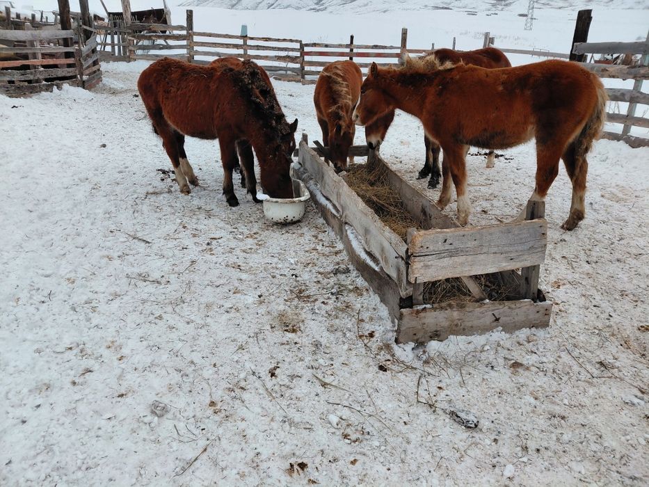 Продам жеребят,нынешних