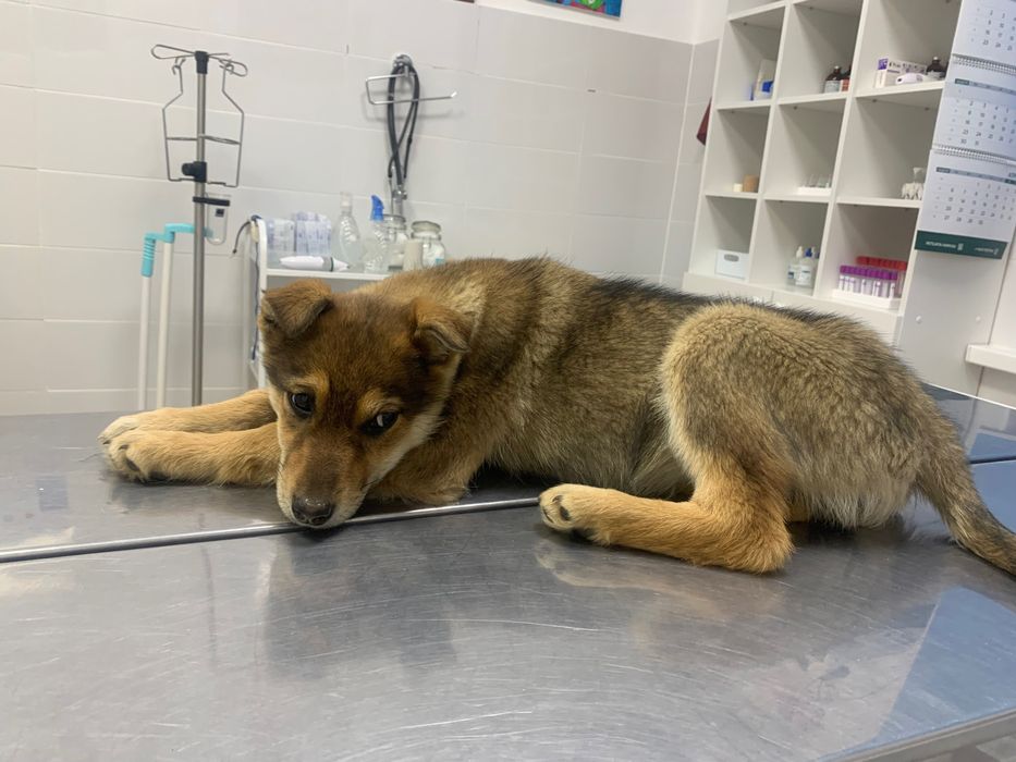 Щенок в добрые руки