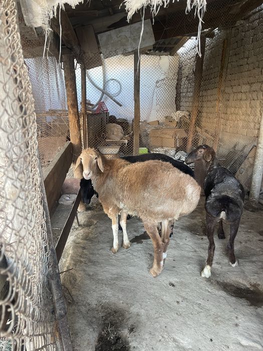 Кошкар, кой сатылады