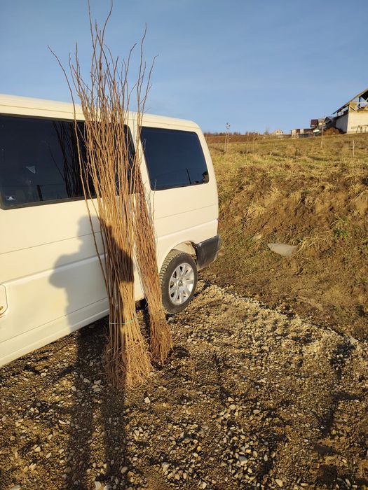 Puieti salcâm frasin fag carpen ulm plop mesteacăn brad molid Tei arin