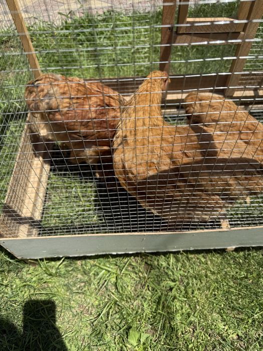 Brama kichkinaligidan qaralgan