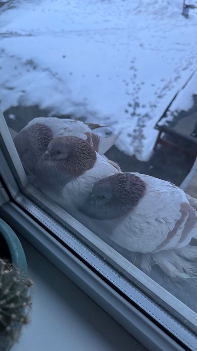 Голуби декоративные