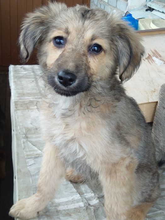 Отдам в заботливые руки щенков