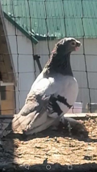 Продам готовую пару