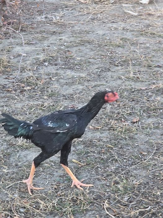 Дакан хуроз сотилади