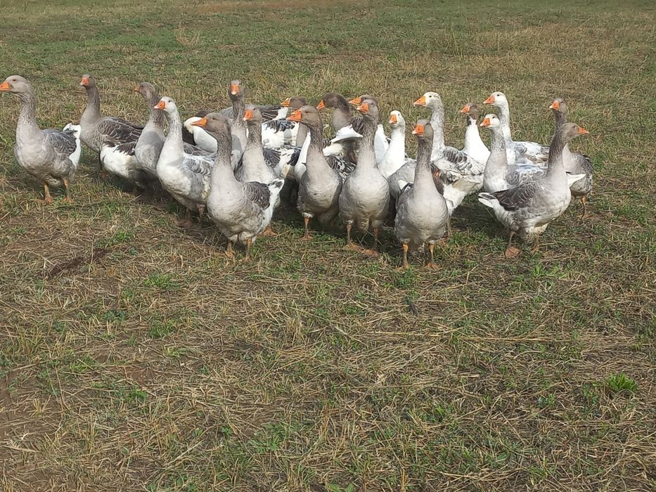 Vand gaste romanesti si touluse industrial