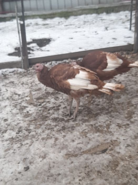 Vănd o pereche de curci redburbon tinere deparazitate.