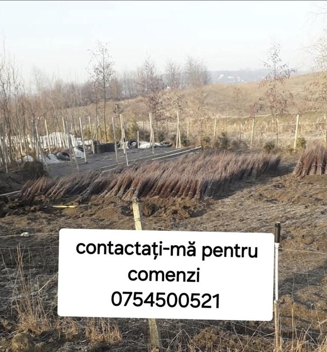 Puieti de salcâm la 30 Bani