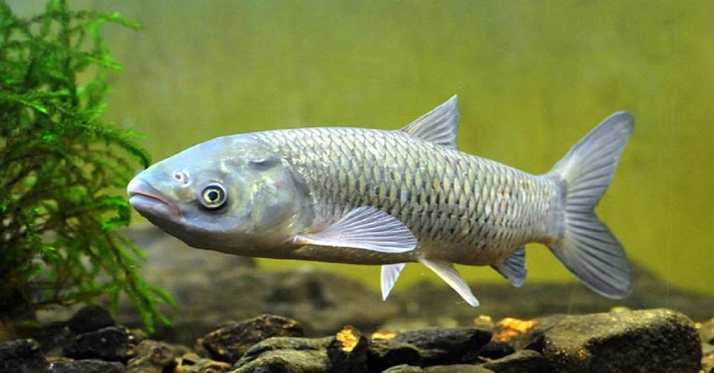 Tirik Baliqlar  Sazan tolstolobik amur pyostri v.h