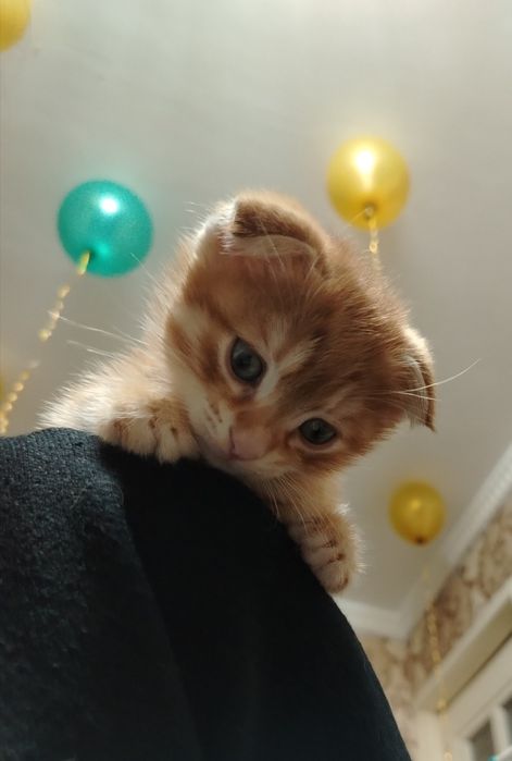 Продаётся котёнок