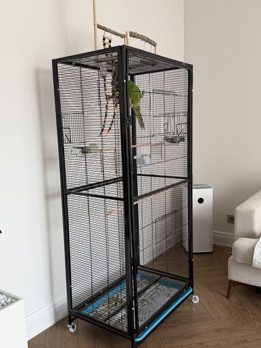 Коштанаволобый Ара