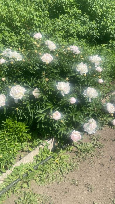 Продаю цветы для дачи пион белый