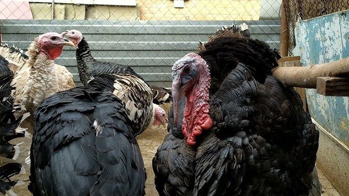 Үндік жұмыртқасы