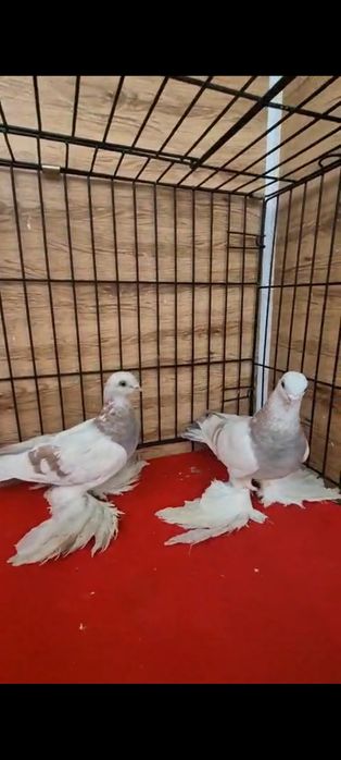 Продается розавые