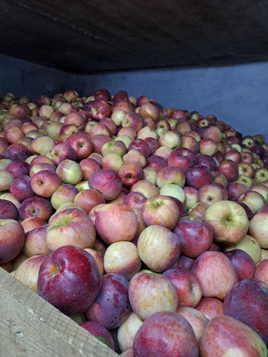 Mere Jonathan, Florina si Idared