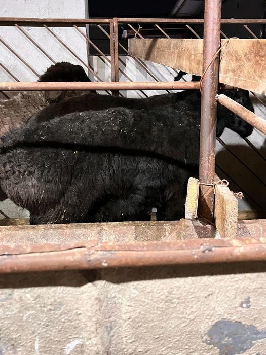 Қошқар қой тоқты