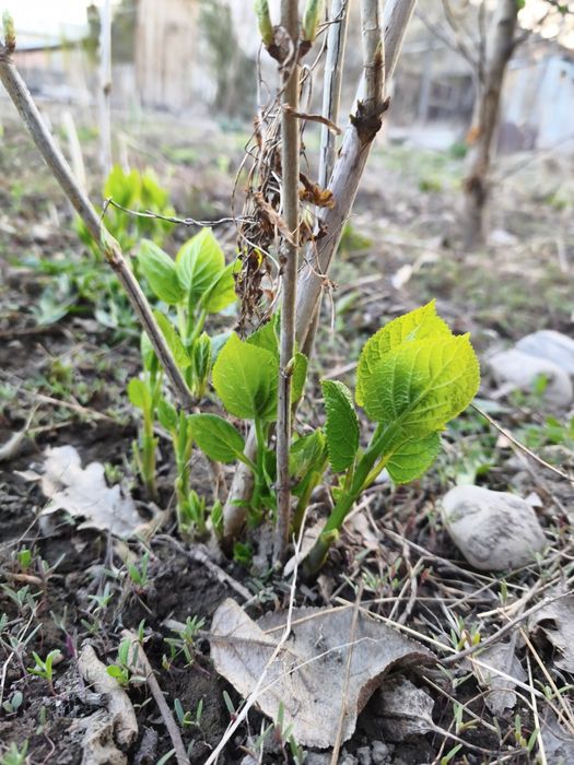 Гортензия древовидная. Продам