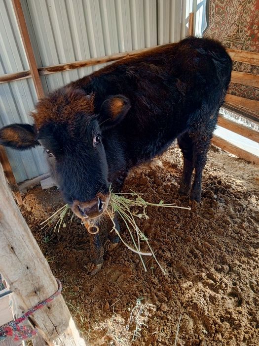 Гуножин сотилади