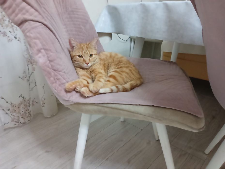 Отдам кошку в хорошие руки