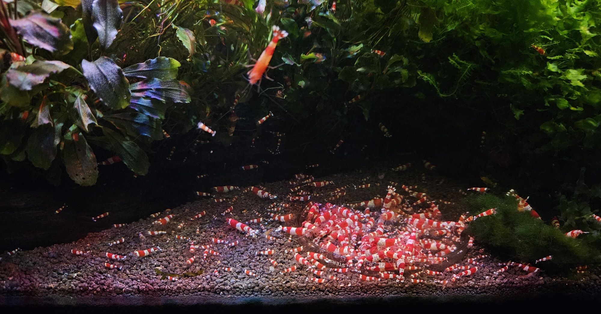 Vand Creveti Caridina Crystal Red Cluj Napoca • Olx Ro