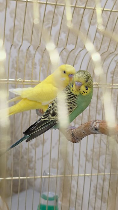 Волнистые попугаи
