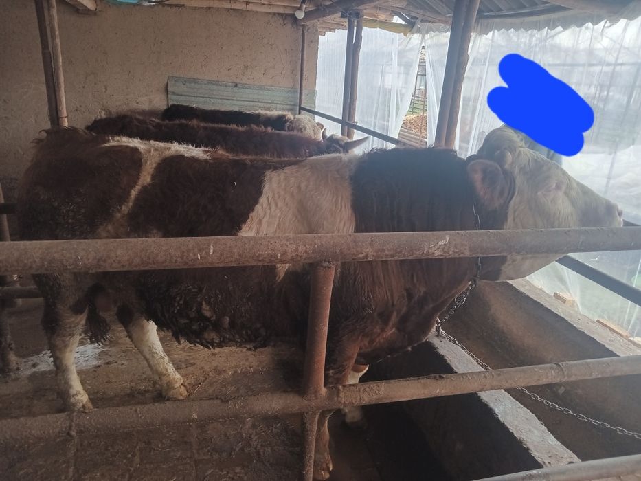 Boqma paroda buqalar smental va grendort narxini telefonda belgilanadi