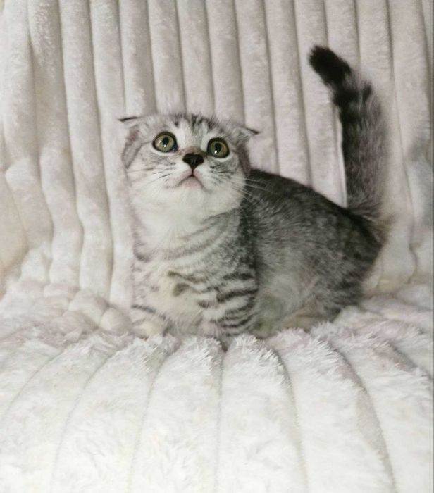 Продается котенок манчкин. мальчик